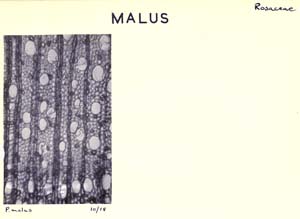 Malus (Pyrus)_2