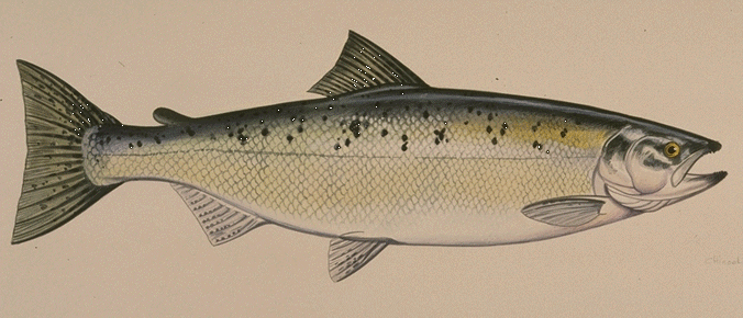Chinook salmon