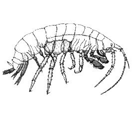 Gammarus Line drawing