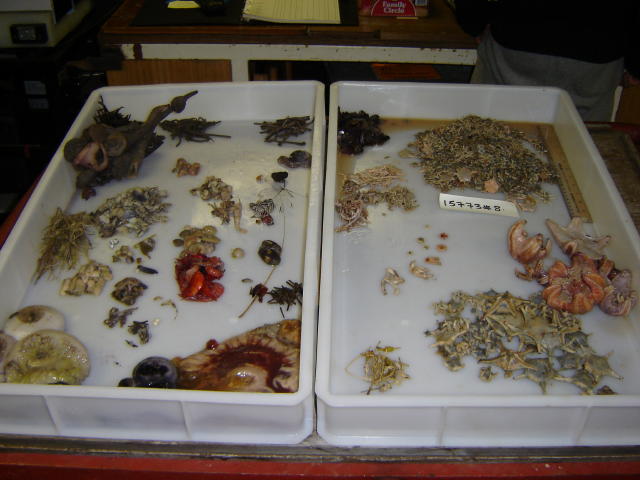 Sorting the animals