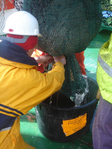 Opening the cod end of the trawl net