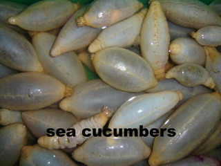 sea cucumbers