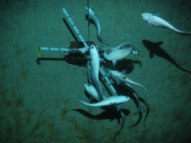 Coryphaenoides armatus arrive to feed on bait (mackerel) set by ROBIO