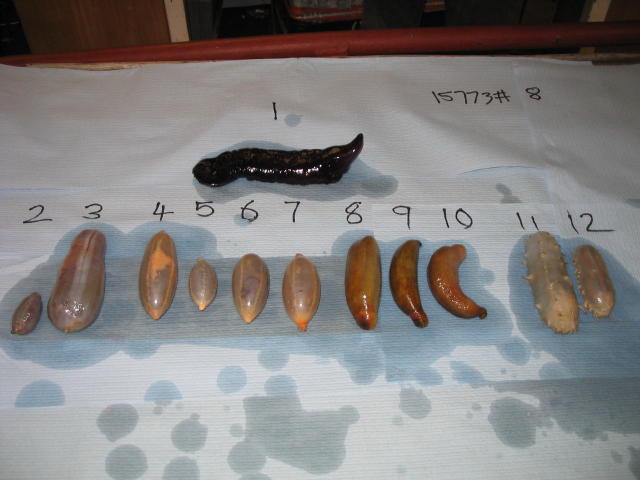 Just some (five) of the species found at Crozet site M5