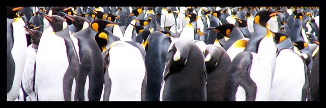 King penguin colony, Possession Island, Crozet Archipelago