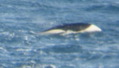 Rightwhale Dolphin