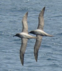 Light-mantled Sooty Albatrosses (in display flight)