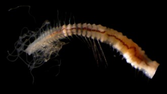 A cirratulid polychaete brought up in a box core. 