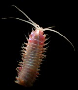This large, onuphid polychaete is abundant in our trawls and lives in muddy tubes.