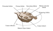 Structure of the ovary