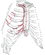 The clinical anatomy of the chest wall