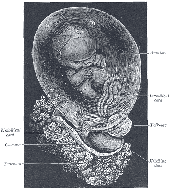 Fetus
