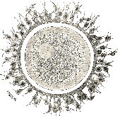 Human ovum