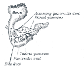 Pancreas at 5 weeks