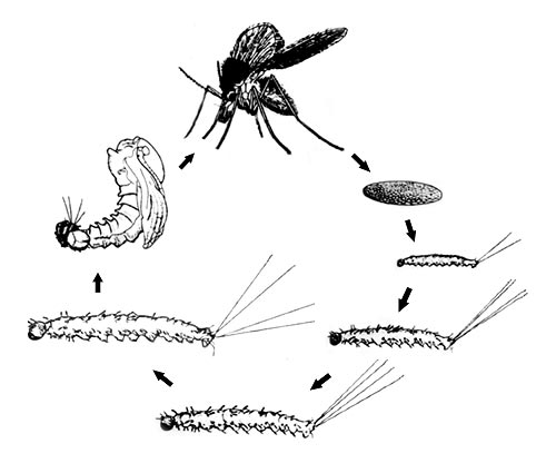 sand fly life cycle