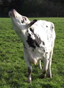 Cow