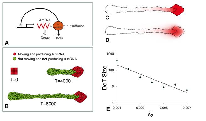 Figure6.tif