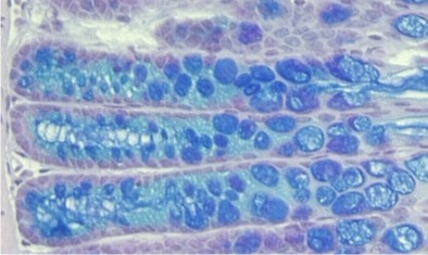 Alcian blue stained goblet cells