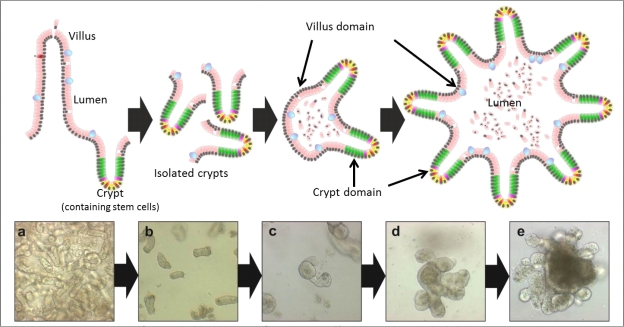 Small intestinal “mini-gut” organoid generation.  Intestinal crypts contain adult stem cells that are responsible for repopulating the gut epithelium during normal day-to-day function and during the healing process following injury.  We can grow these crypts in 3D culture to generate “mini-guts” that have all of the features of the epithelium in vivo. Cultures can be maintained for in excess of 1 year allowing many studies to be conducted from a single isolation.  We are currently using a “mini-gut” approach to generate novel reliable assays to assess off-target diarrhoeal effects of chemotherapeutic drugs and their mechanisms of action. 