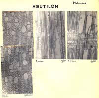 Abutilon_1