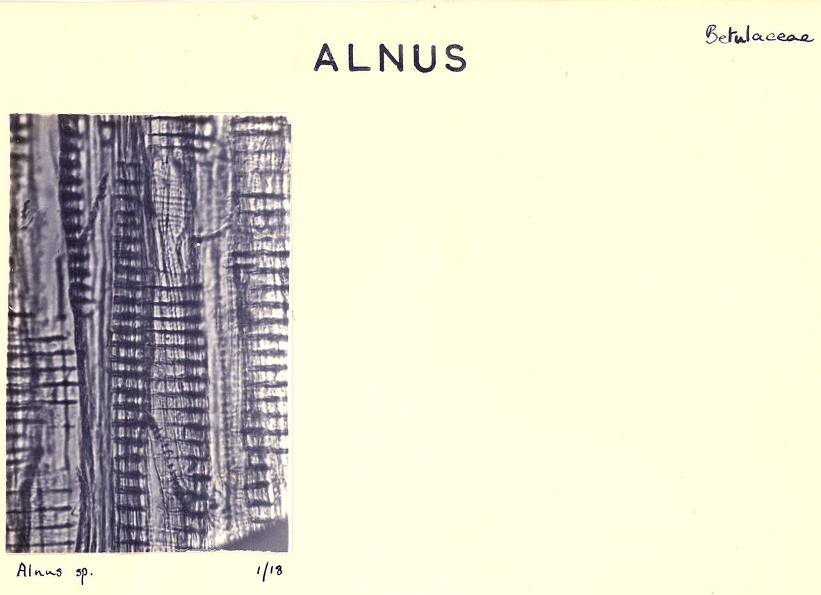 Alnus_3