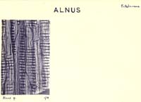 Alnus_3