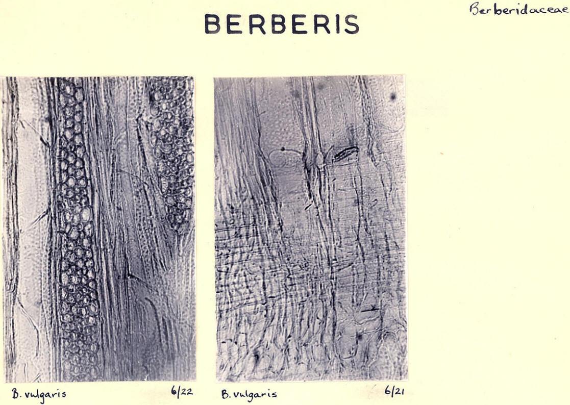 Berberis_2