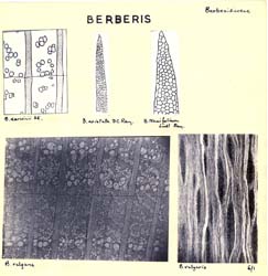 Berberis_1