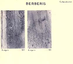 Berberis_2