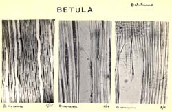Betula_1b