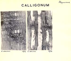 Calligonum_2