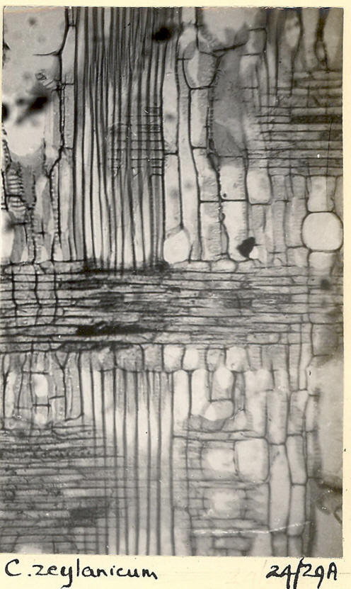 Cinnamomum_1c