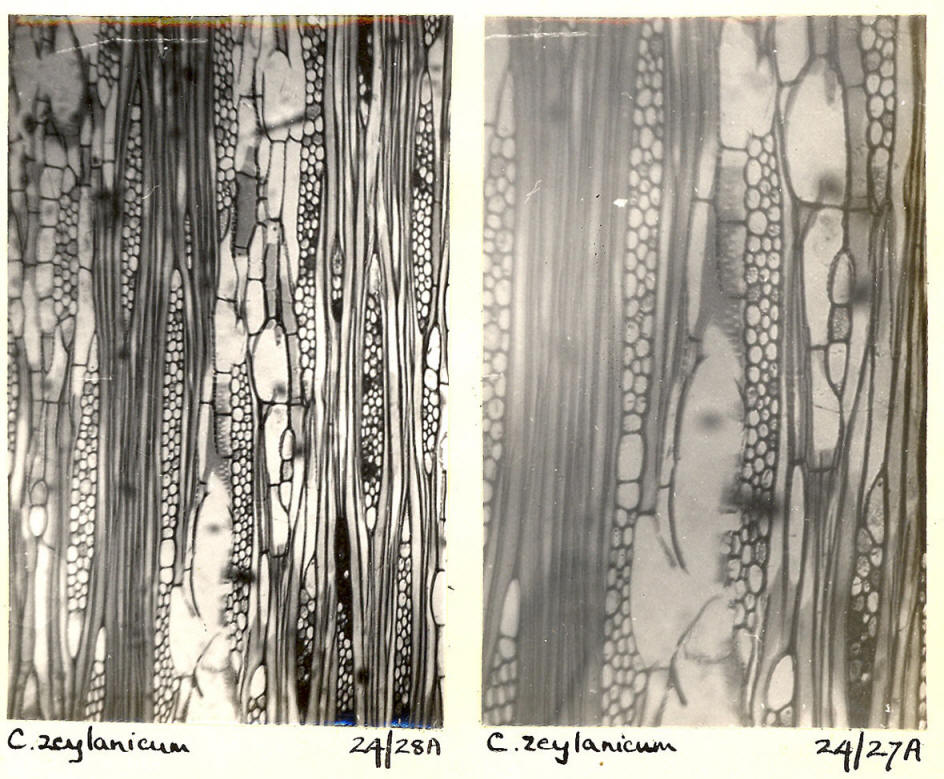 Cinnamomum_1d