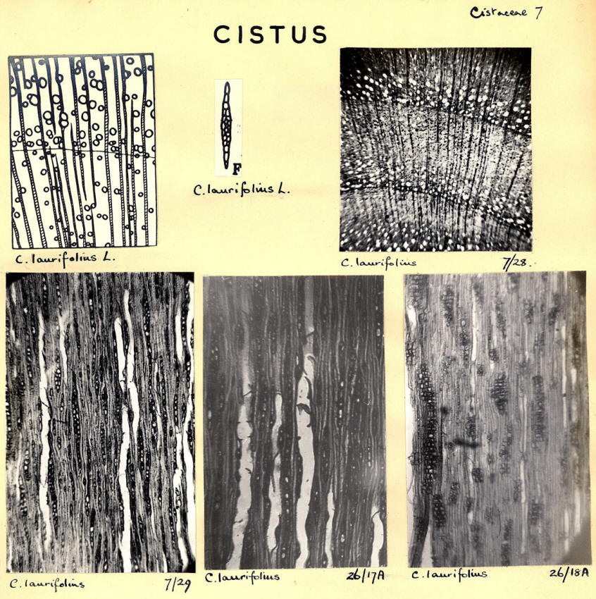Cistus_1