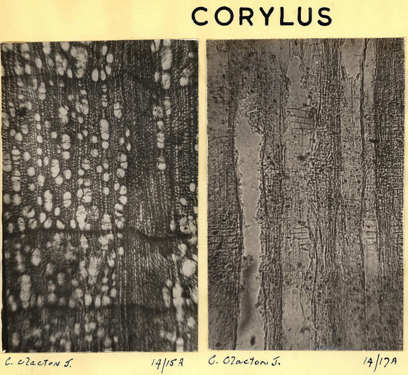 Corylus_2