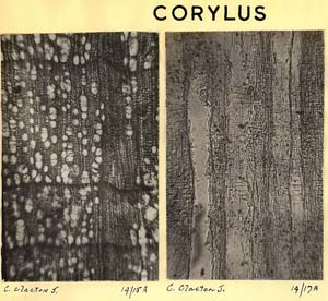 Corylus_2
