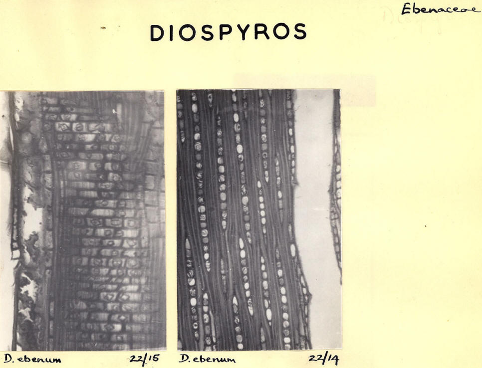 Diospyros_4