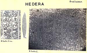 Hedera_1b