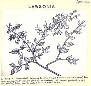 Lawsonia_1
