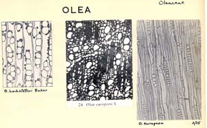 Olea_1