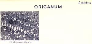 Origanum_1