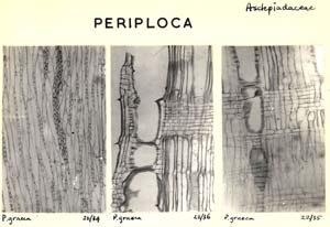 Periploca_2