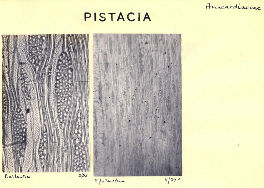 Pistacia_3