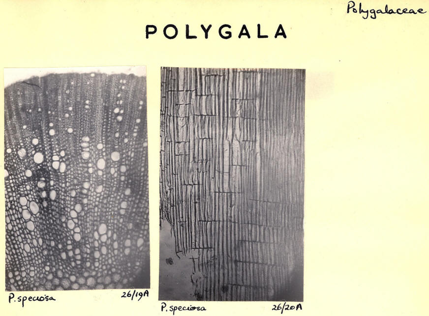 Polygala_1