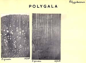 Polygala_1