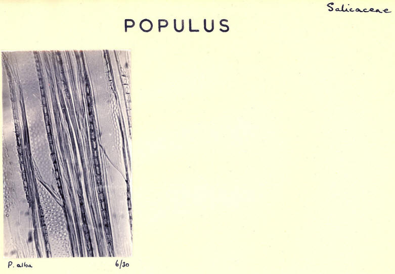 Populus_3