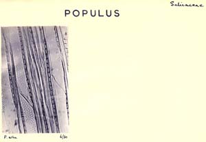 Populus_3