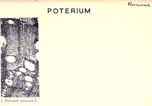 Poterium_1