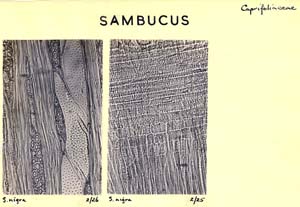 Sambucus_1d