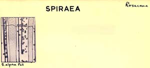 Spiraea_1